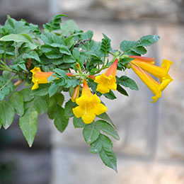 Trumpet Vine 'Yellow trumpet'